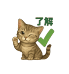 猫いろいろ日常会話14（個別スタンプ：39）