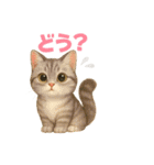 猫いろいろ日常会話12（個別スタンプ：29）