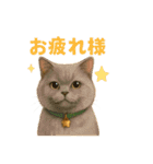 猫いろいろ日常会話12（個別スタンプ：34）