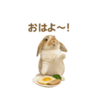 うさンプ:kinako（日常）（個別スタンプ：1）