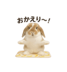 うさンプ:kinako（日常）（個別スタンプ：3）