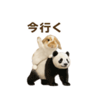 うさンプ:kinako（日常）（個別スタンプ：6）