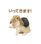 うさンプ:kinako（日常）（個別スタンプ：8）
