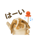 うさンプ:kinako（日常）（個別スタンプ：9）