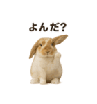 うさンプ:kinako（日常）（個別スタンプ：13）
