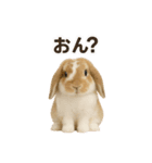 うさンプ:kinako（日常）（個別スタンプ：14）