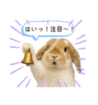 うさンプ:kinako（日常）（個別スタンプ：15）