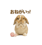 うさンプ:kinako（日常）（個別スタンプ：17）