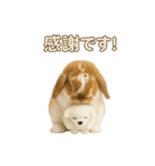 うさンプ:kinako（日常）（個別スタンプ：18）