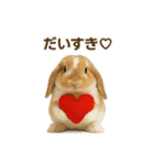 うさンプ:kinako（日常）（個別スタンプ：20）