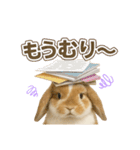 うさンプ:kinako（日常）（個別スタンプ：25）