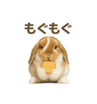 うさンプ:kinako（日常）（個別スタンプ：28）