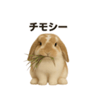うさンプ:kinako（日常）（個別スタンプ：29）