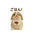 うさンプ:kinako（日常）（個別スタンプ：30）