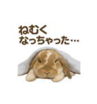 うさンプ:kinako（日常）（個別スタンプ：34）