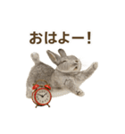 うさンプ:mowchan（日常）（個別スタンプ：1）