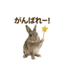 うさンプ:mowchan（日常）（個別スタンプ：4）