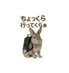 うさンプ:mowchan（日常）（個別スタンプ：5）
