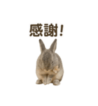 うさンプ:mowchan（日常）（個別スタンプ：9）