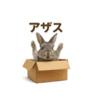 うさンプ:mowchan（日常）（個別スタンプ：10）
