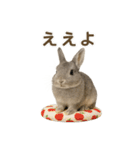 うさンプ:mowchan（日常）（個別スタンプ：11）