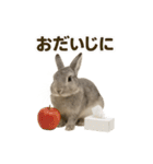 うさンプ:mowchan（日常）（個別スタンプ：14）