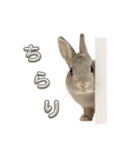 うさンプ:mowchan（日常）（個別スタンプ：16）