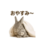 うさンプ:mowchan（日常）（個別スタンプ：18）