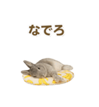 うさンプ:mowchan（日常）（個別スタンプ：20）