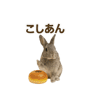 うさンプ:mowchan（日常）（個別スタンプ：27）