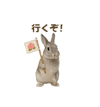 うさンプ:mowchan（日常）（個別スタンプ：29）
