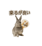 うさンプ:mowchan（日常）（個別スタンプ：31）