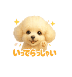 ふわふわトイプードルのスタンプ3（個別スタンプ：18）