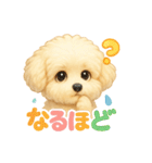 ふわふわトイプードルのスタンプ3（個別スタンプ：31）