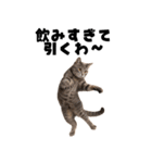 飲みたい猫（個別スタンプ：3）