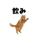 飲みたい猫（個別スタンプ：5）