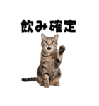 飲みたい猫（個別スタンプ：6）