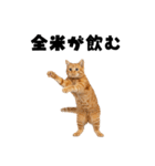 飲みたい猫（個別スタンプ：9）
