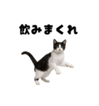 飲みたい猫（個別スタンプ：10）