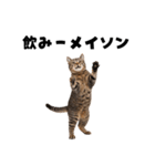 飲みたい猫（個別スタンプ：15）
