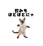 飲みたい猫（個別スタンプ：19）