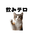 飲みたい猫（個別スタンプ：20）