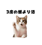 飲みたい猫（個別スタンプ：28）