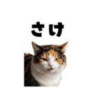 飲みたい猫（個別スタンプ：34）