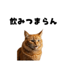 飲みたい猫（個別スタンプ：36）