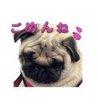 パグ3匹わんぱく兄妹（個別スタンプ：3）