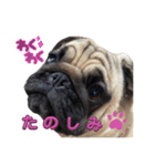 パグ3匹わんぱく兄妹（個別スタンプ：4）