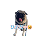 パグ3匹わんぱく兄妹（個別スタンプ：7）