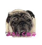 パグ3匹わんぱく兄妹（個別スタンプ：8）