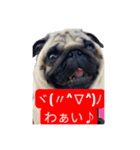 パグ3匹わんぱく兄妹（個別スタンプ：17）